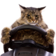 Cat at the steering wheel